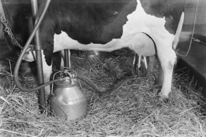 Eine schwarz-weiße Kuh steht in einem Stall umgeben von Gras und einer metallenen Melkmaschine.