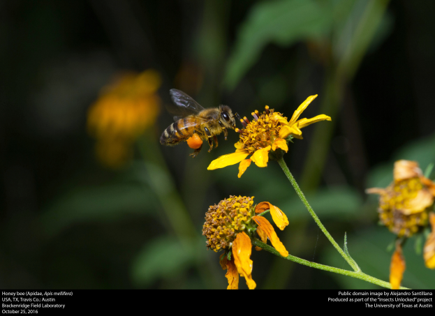 Ein Honigbiene auf einer gelben Blume mit grünen Blättern im Hintergrund und Text unten.