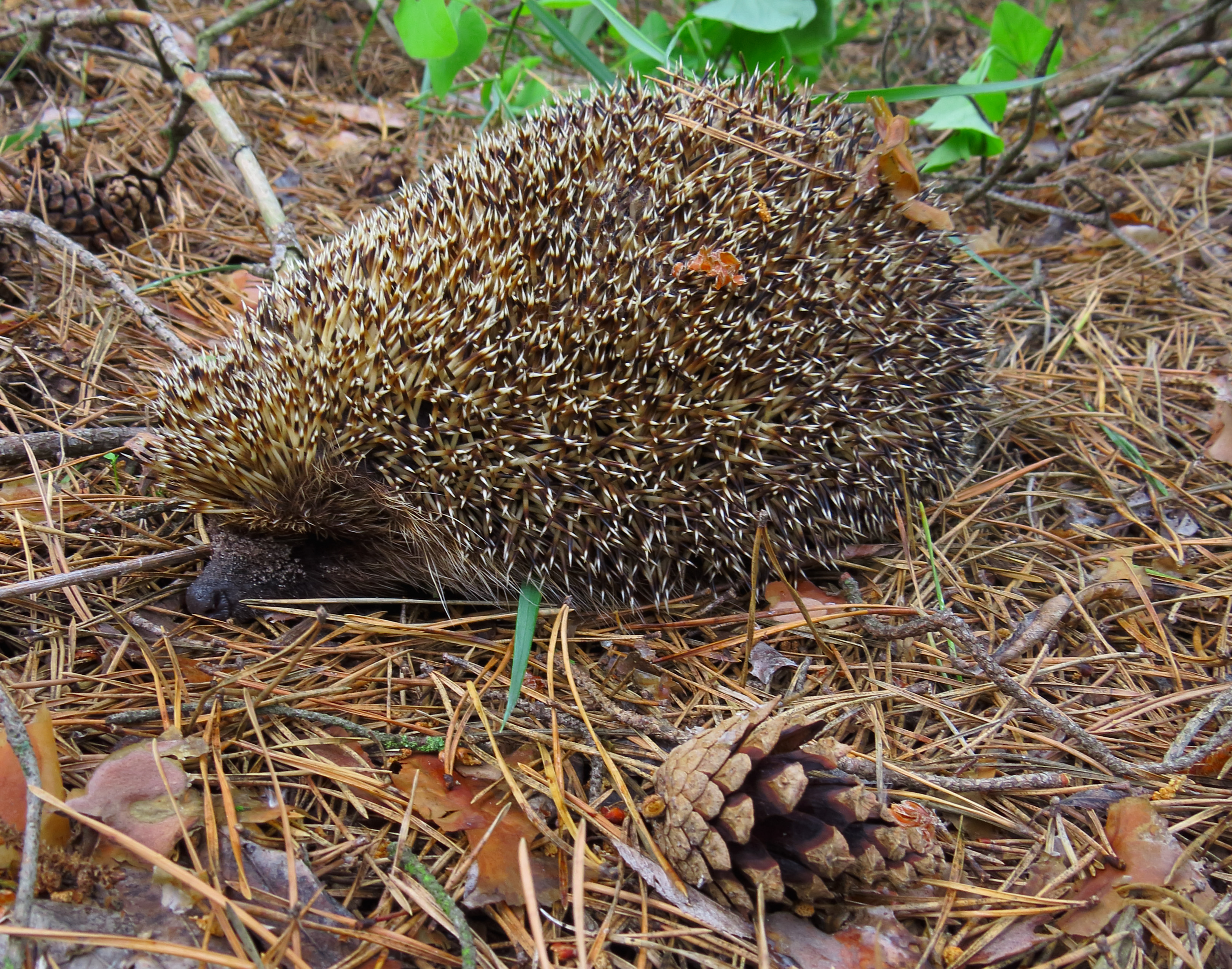 Ein Igel auf dem Boden in einem bewaldeten Gebiet umgeben von trockenen Blättern, Zweigen und Pflanzen.