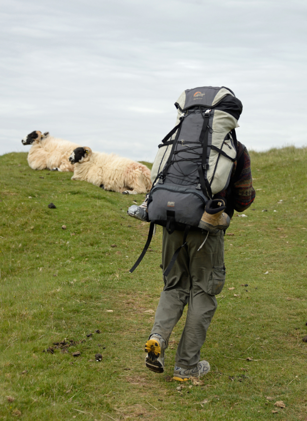 Ein Mann mit einem Touristenkoffer steht auf einem grünen Feld mit zwei Schafen in der Nähe.