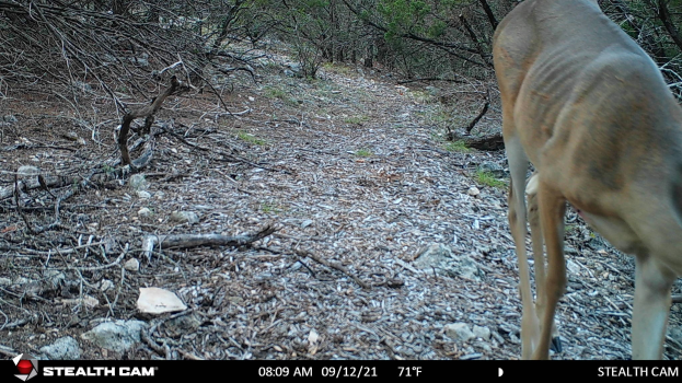 Ein Reh, das einen Schotterweg in einem bewaldeten Gebiet entlanggeht, umgeben von Steinen, Zweigen und Bäumen, mit Text am unteren Rand, der "Stealth Cam - Hirschjagd in Texas" lautet.