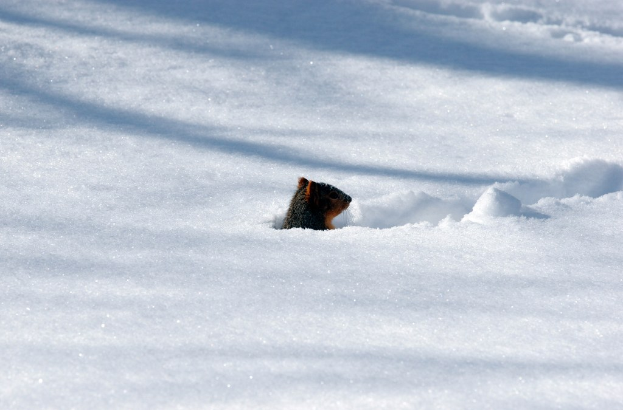 Ein schnauzenförmiges Objekt im Schnee.
