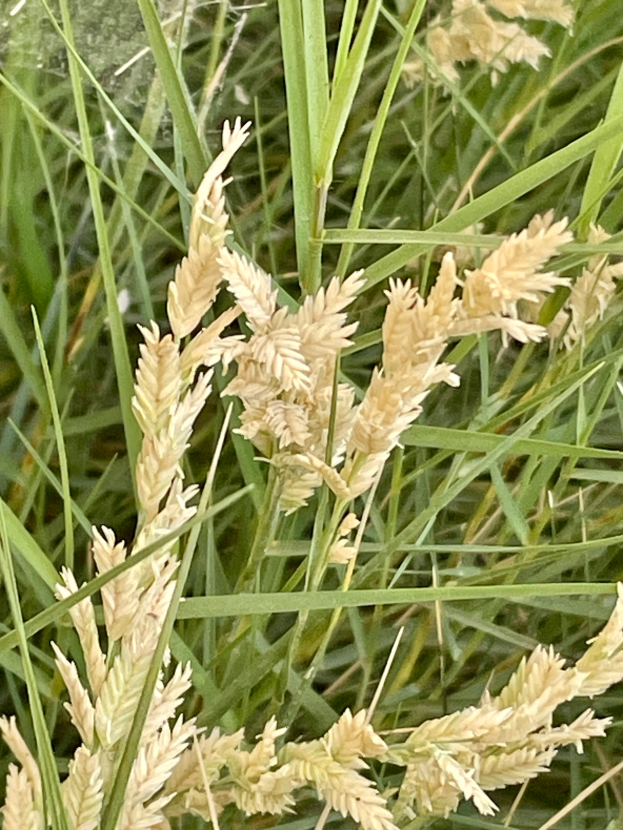 Nahaufnahme einer Pflanze in einem Feld aus leuchtend grünem Roggengras, mit hellbraunem Roggen, der im Wind schwingt.