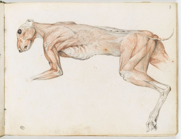 Detailgenaue anatomische Zeichnung eines Windhunds auf einem offenen Buch, die seine Muskeln einschließlich Kopf, Hals und Beine zeigt.