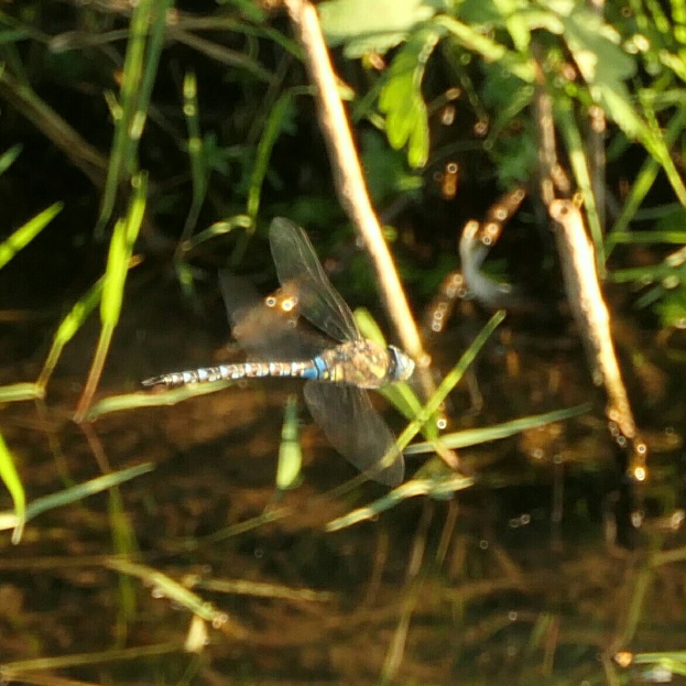 Ein Drachenflieger in der Luft über einem Gewässer mit grünen Pflanzen am Ufer.