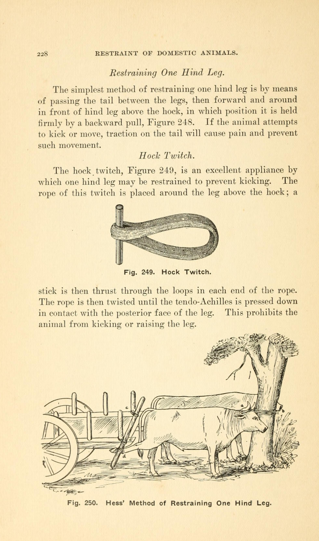 Ein altes Buch mit einer Zeichnung einer Kuh, die einen Wagen zieht, mit einem Baum im Hintergrund und der Inschrift "Einschränkung von Haustieren" auf der Seite.