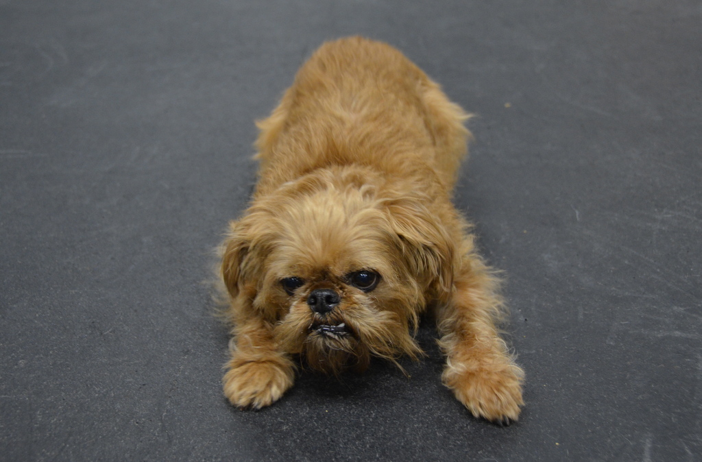 Ein Hund steht auf der Straße.