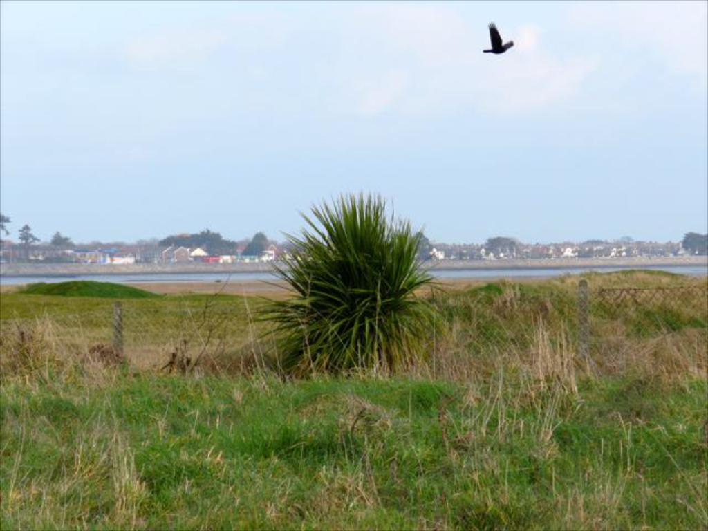 Eine grasbewachsene Landschaft mit fernen Häusern und Bäumen, ein Netz und Pflanzen im Vordergrund und ein Vogel in der Luft.