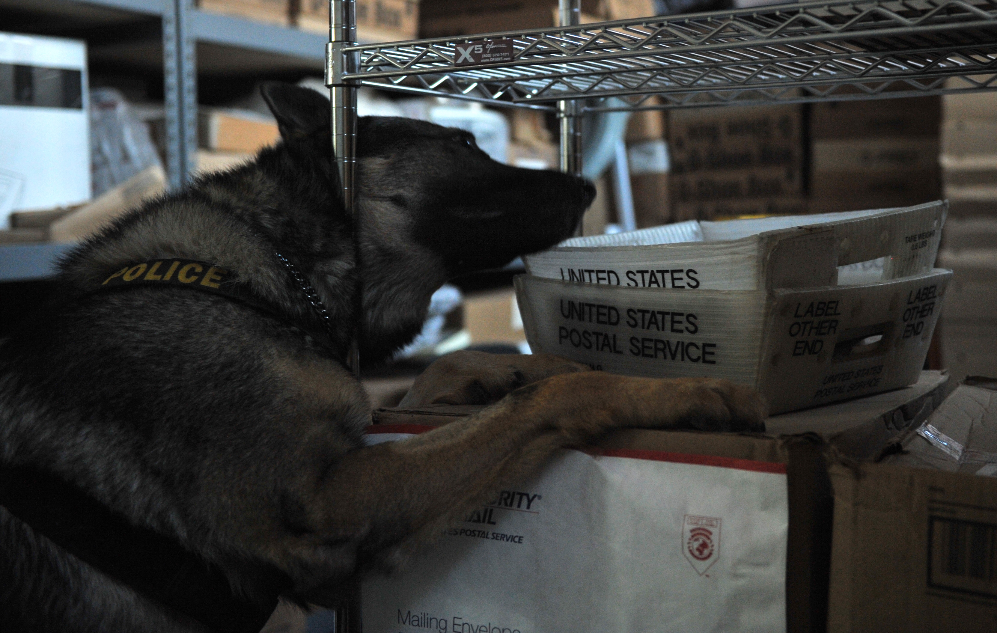 Ein schwarzer und brauner Polizeihund liegt auf einem Stapel Kartons in einem Lagerhaus, mit weiteren Kartons auf den umliegenden Regalen sichtbar.